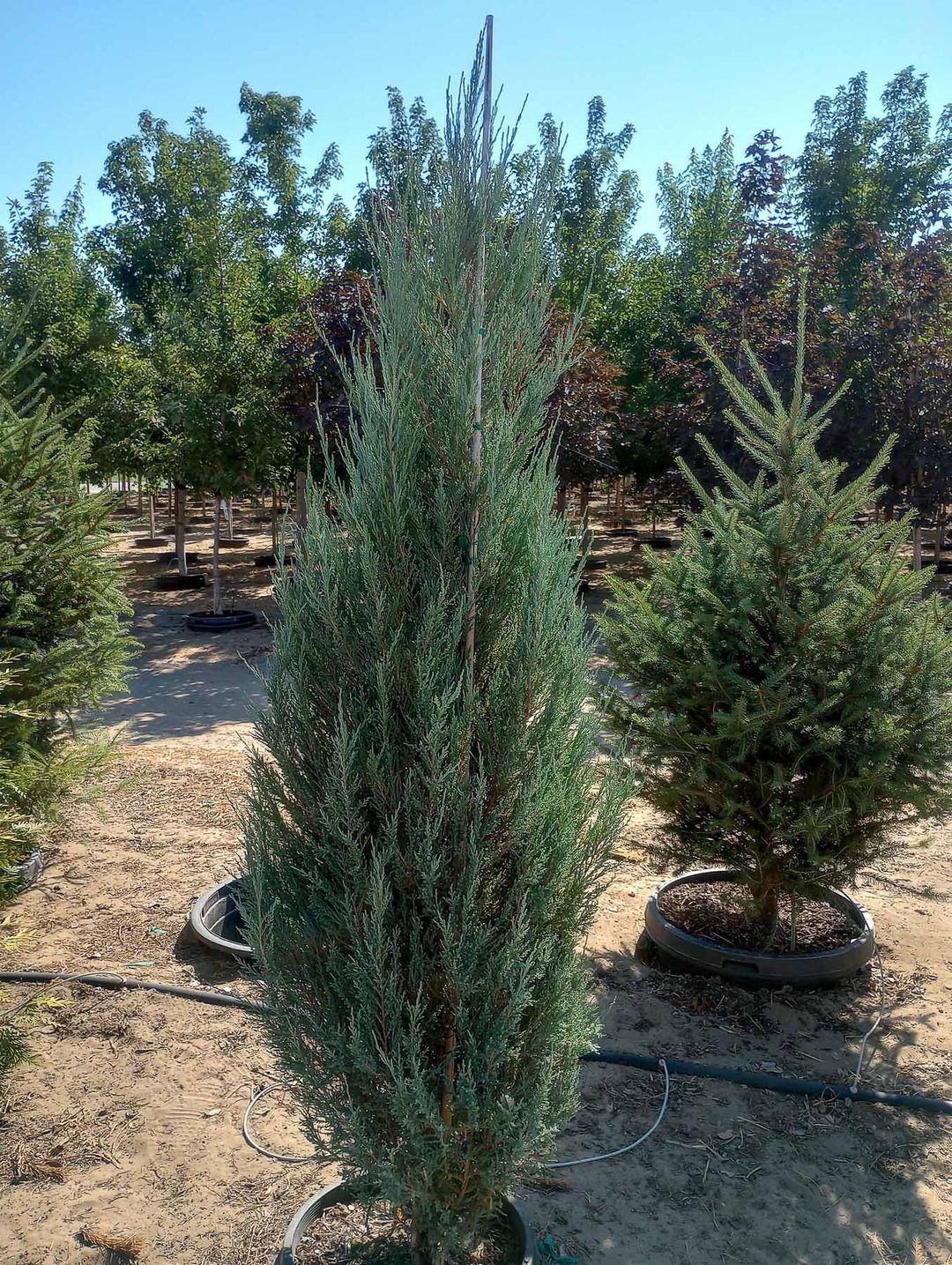 Blue Arrow Juniper Garden Gate Nursery